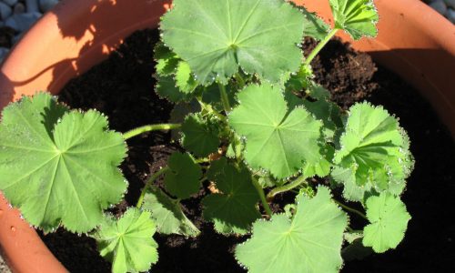 Alchemilla2