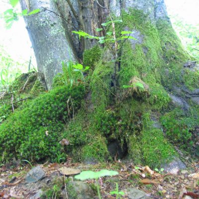 Eingang-Unterwelt-Schamanismus Eingang-Unterwelt-Schamanismus